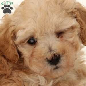 Saige, Maltipoo Puppy